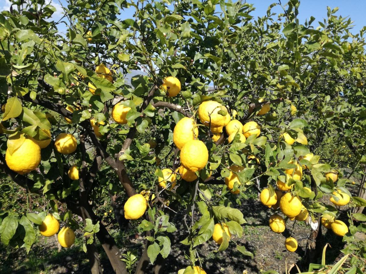 Il Limoneto Di Leo Vila Mascali Exterior foto
